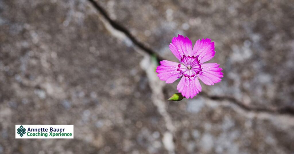 Blume Strasse, Resilienz Widerstandskraft Trauma Coaching Xperience Annette Bauer